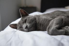 Beautiful and cute, gray cat laying on the white bed