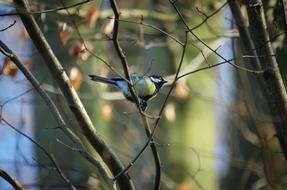 Tit Paridae Songbird at tree