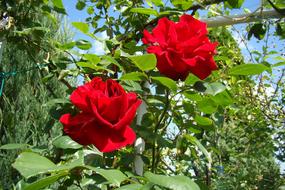 red flower two bush