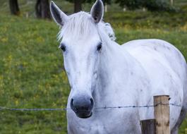 Beautiful and cute, white and grey horse behind the barbed wire fence, on the grass