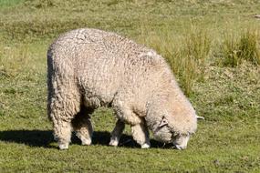 domestic Sheep Eating grass