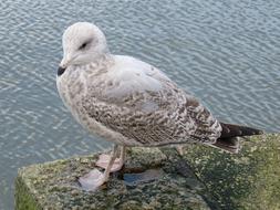 Beautiful, colorful and cute seagull on the stone coast