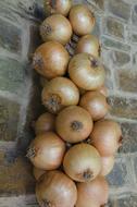 Onions Wall Abstract texture