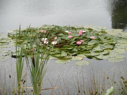 flowers water water lake beautiful