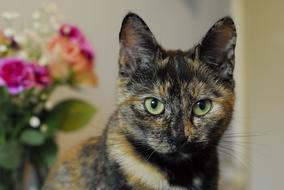 tortoiseshell kitten staring