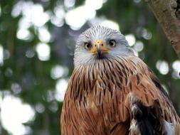 Bird Zoo Birds