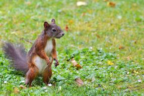 Squirrel Nager Rodent