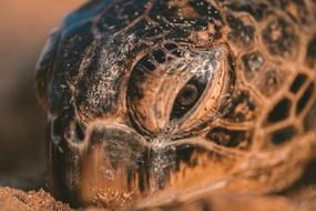Portrait of the cute, colorful and beautiful turtle in sunlight