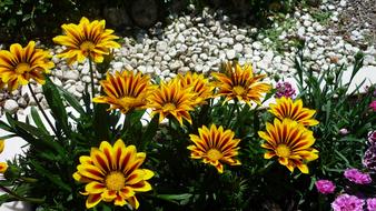 flowers beautiful background