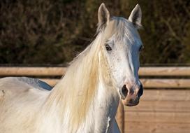 white castle horse