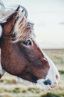 Horse Animal Pet face