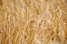 wheat beautiful yellow field