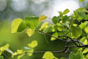 Green leaves branch