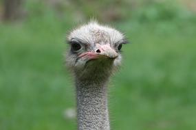 ostrich white head animal