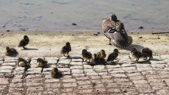 Beautiful family of colorful and cute ducks on the pavement, near the water