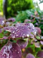 flowers beautifully leaf purple