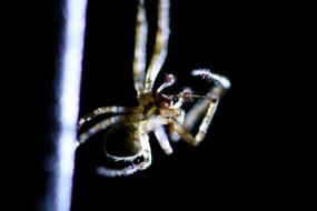 Macro photo of the colorful spider in light, at black background