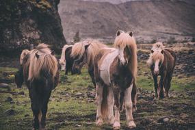 Colorful, cute and beautiful horses on the green grass, near the rock