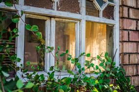 green plants on the background of an old white window