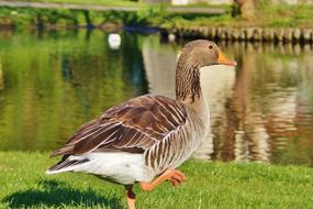 Goose Wild Water Bird