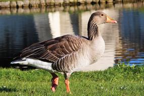 Cute, colorful and beautiful goose on the green grass, near the water with ripple