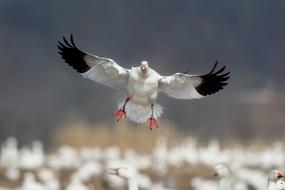 Beautiful and cute, white and black snow goose flying above the landscape