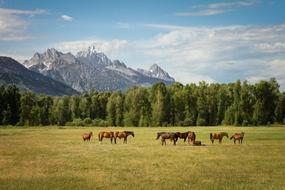 Horse Animal Eating on field