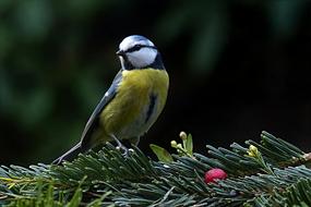 Bird Tit Blue Cyanistes