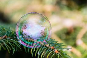 bubble on the Christmas tree landscape view