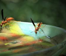 insect in water