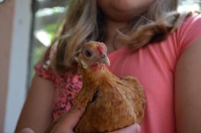 chicken in the hands of a girl