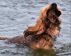 brown dog in spray of water close up