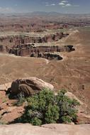 rocky desert with a tree