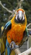 colorful Parrot Bird Animal