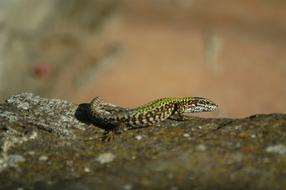 Close-up of the cute, colorful and beautiful lizard on the rock, at blurred background
