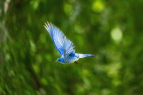 Beautiful, colorful and cute bird flying, at background with green plants of different shades