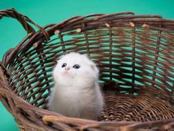 white kitten in a large wicker basket