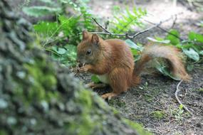 funny little squirrel