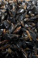 Fresh tasty mussels