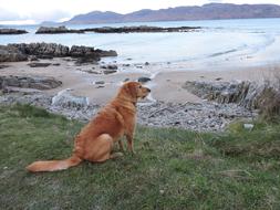 red sitting dog