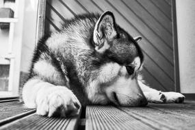 Black And White photo of Dog on Floor