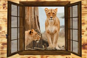 lionesses in an open window