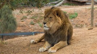 sleeping lion at the zoo