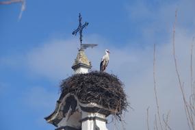 stork in Nest on bell tower