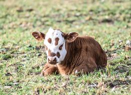 Bovine Animal Husbandry Bullock