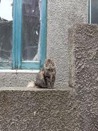 grey Cat sits on stone wall at window, italy, borgo