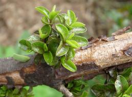 green leaf pillar