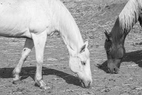 horse couples view