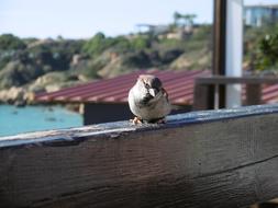Bird Nature