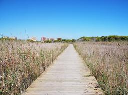Road Vanishing Point Wood